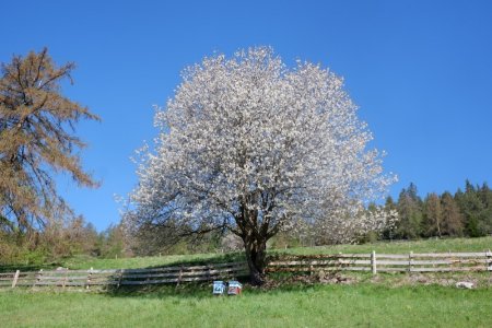 Work-Life-Balance am Bergbauernhof: Der perfekte Ort für Gäste